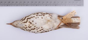 Media type: image;   Ornithology 100011
